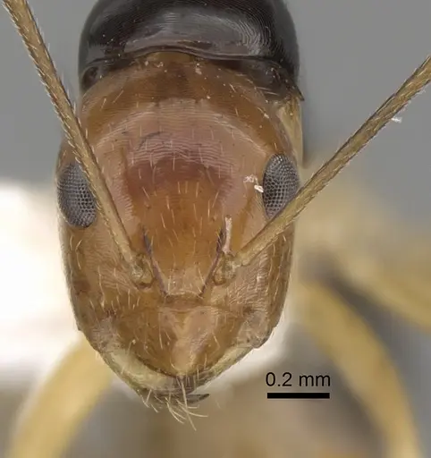 Camponotus pulchellus specimen CASENT0280241 image casent0280241_2