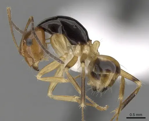 Camponotus pulchellus specimen CASENT0280241 image casent0280241_3