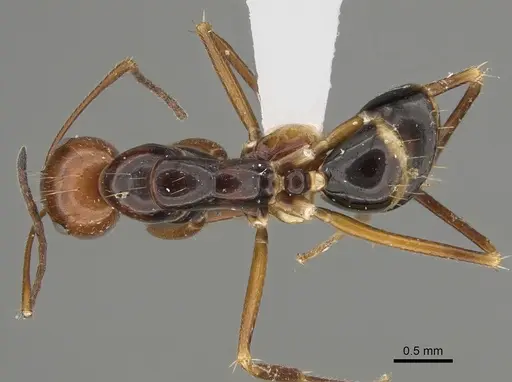 Camponotus pulchellus specimen CASENT0887745 image casent0887745_1