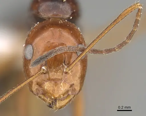 Camponotus pulchellus specimen CASENT0887745 image casent0887745_2