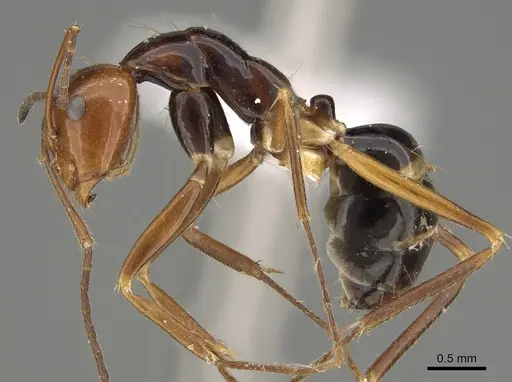 Camponotus pulchellus specimen CASENT0887745 image casent0887745_3