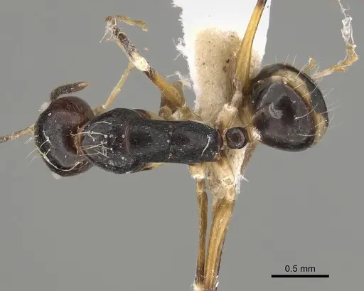 Camponotus pulchellus specimen CASENT0887746 image casent0887746_1