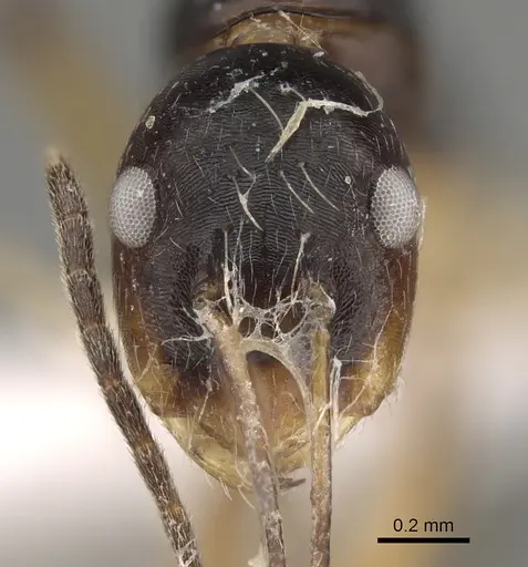 Camponotus pulchellus specimen CASENT0887746 image casent0887746_2