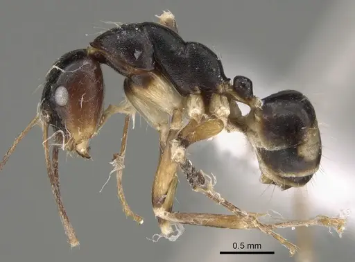 Camponotus pulchellus specimen CASENT0887746 image casent0887746_3