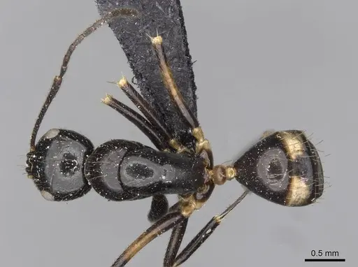 Camponotus pulchellus specimen CASENT0910524 image casent0910524_1