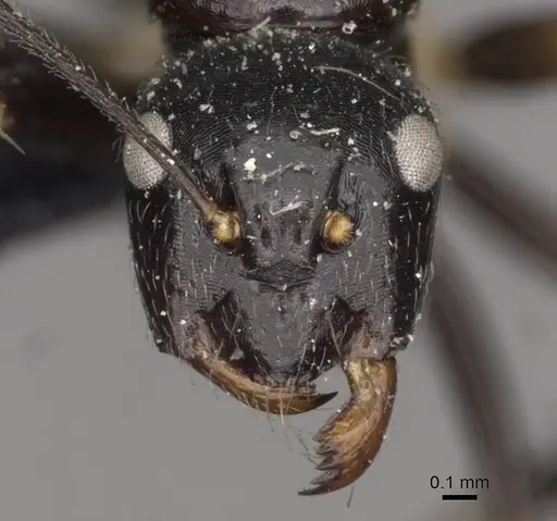 Camponotus pulchellus specimen CASENT0910524 image casent0910524_2