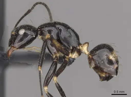 Camponotus pulchellus specimen CASENT0910524 image casent0910524_3