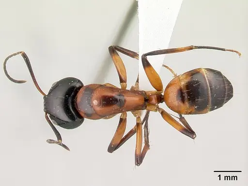 Camponotus pulcher specimen CASENT0191638 image casent0191638_1