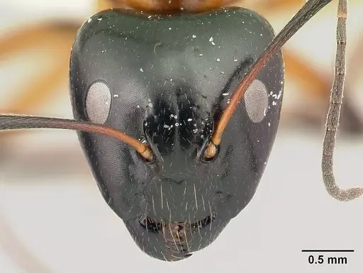 Camponotus pulcher specimen CASENT0191638 image casent0191638_2