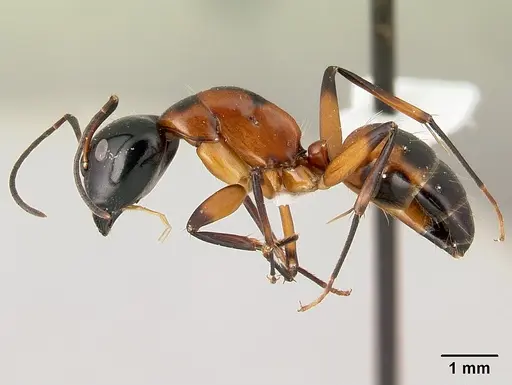Camponotus pulcher specimen CASENT0191638 image casent0191638_3