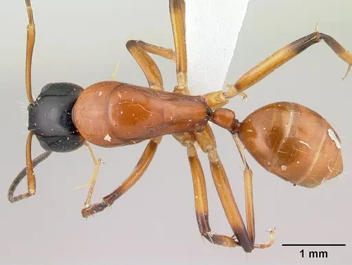 Camponotus pulcher specimen CASENT0191639 image casent0191639_1