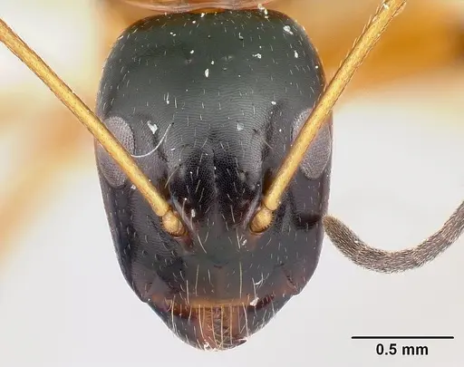 Camponotus pulcher specimen CASENT0191639 image casent0191639_2