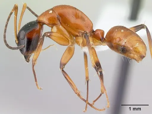 Camponotus pulcher specimen CASENT0191639 image casent0191639_3