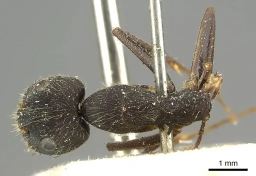 Camponotus pullatus specimen CASENT0915800 image casent0915800_1