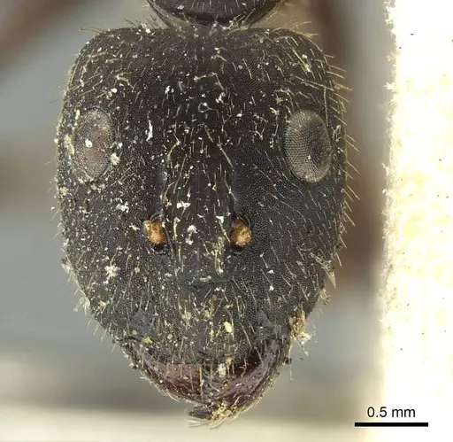 Camponotus pullatus specimen CASENT0915800 image casent0915800_2
