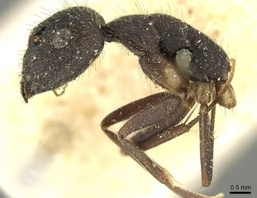 Camponotus pullatus specimen CASENT0915800 image casent0915800_3