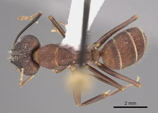 Camponotus pullatus specimen CASENT0923546 image casent0923546_1