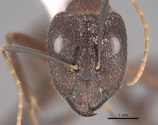 Camponotus pullatus specimen CASENT0923546 image casent0923546_2