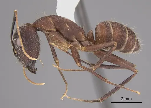Camponotus pullatus specimen CASENT0923546 image casent0923546_3