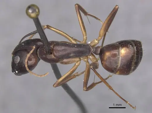 Camponotus pulvinatus specimen CASENT0910072 image casent0910072_1