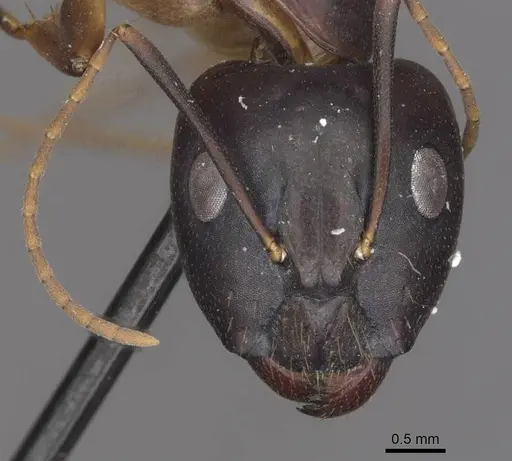 Camponotus pulvinatus specimen CASENT0910072 image casent0910072_2