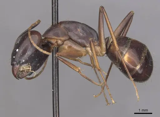 Camponotus pulvinatus specimen CASENT0910072 image casent0910072_3