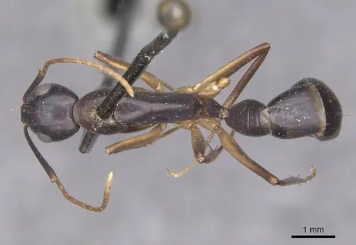 Camponotus pulvinatus specimen CASENT0910073 image casent0910073_1