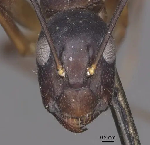 Camponotus pulvinatus specimen CASENT0910073 image casent0910073_2