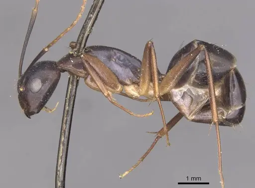 Camponotus pulvinatus specimen CASENT0910073 image casent0910073_3