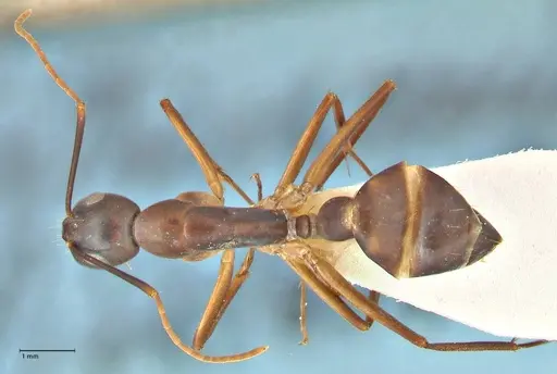 Camponotus pulvinatus specimen FOCOL2370 image focol2370_1