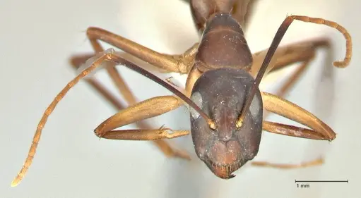 Camponotus pulvinatus specimen FOCOL2370 image focol2370_2