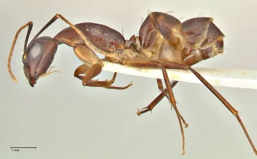 Camponotus pulvinatus specimen FOCOL2370 image focol2370_3