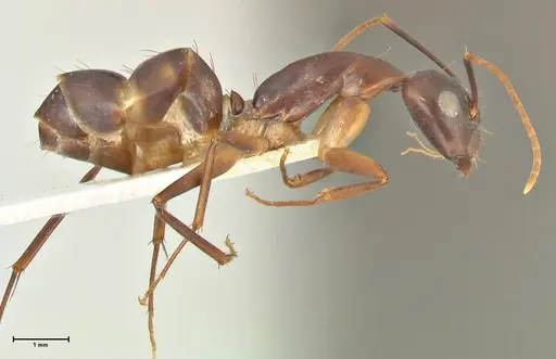Camponotus pulvinatus specimen FOCOL2370 image focol2370_4