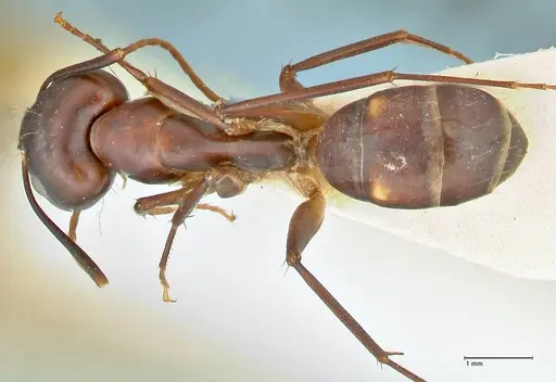 Camponotus pulvinatus specimen FOCOL2371 image focol2371_1