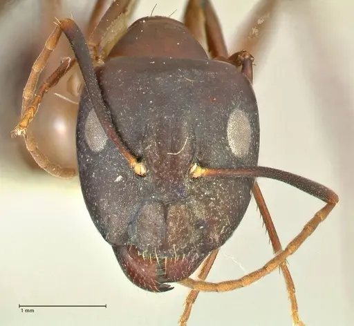 Camponotus pulvinatus specimen FOCOL2371 image focol2371_2