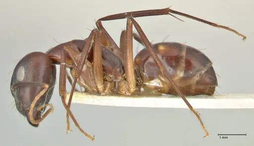 Camponotus pulvinatus specimen FOCOL2371 image focol2371_3