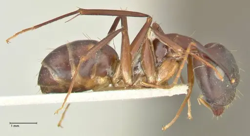 Camponotus pulvinatus specimen FOCOL2371 image focol2371_4