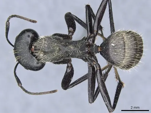 Camponotus punctatissimus specimen CASENT0905192 image casent0905192_1