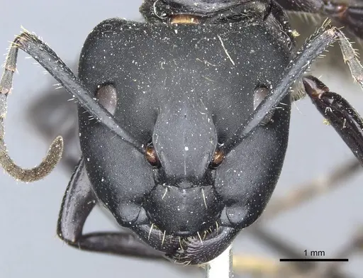 Camponotus punctatissimus specimen CASENT0905192 image casent0905192_2
