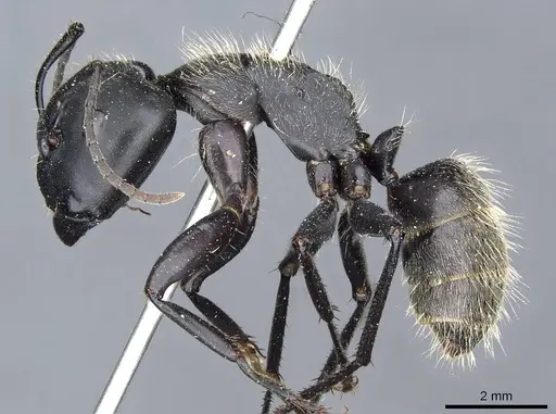 Camponotus punctatissimus specimen CASENT0905192 image casent0905192_3