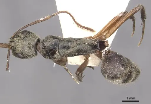 Camponotus punctatus specimen CASENT0910360 image casent0910360_1
