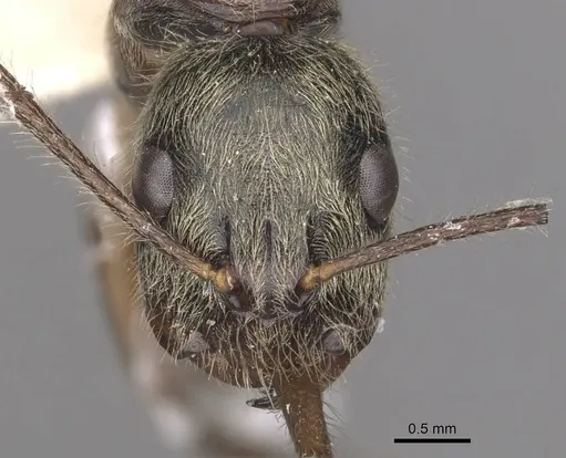 Camponotus punctatus specimen CASENT0910360 image casent0910360_2
