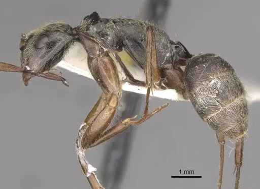 Camponotus punctatus specimen CASENT0910360 image casent0910360_3