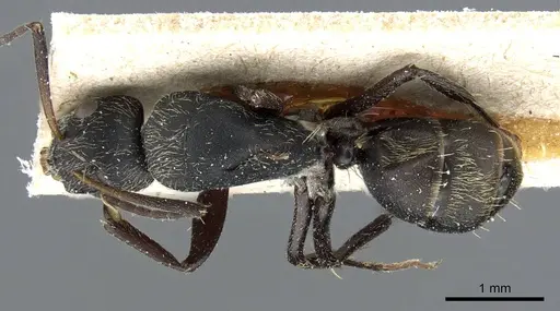 Camponotus punctiventris specimen CASENT0905372 image casent0905372_1