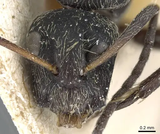 Camponotus punctiventris specimen CASENT0905372 image casent0905372_2