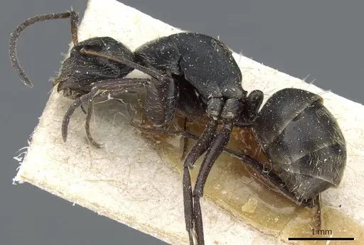 Camponotus punctiventris specimen CASENT0905372 image casent0905372_3