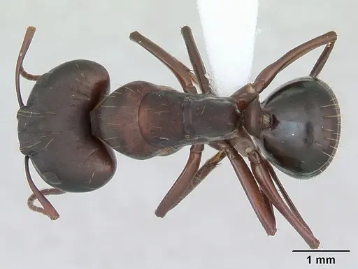 Camponotus punctulatus specimen CASENT0173437 image casent0173437_1