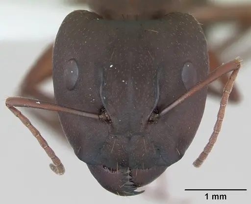 Camponotus punctulatus specimen CASENT0173437 image casent0173437_2
