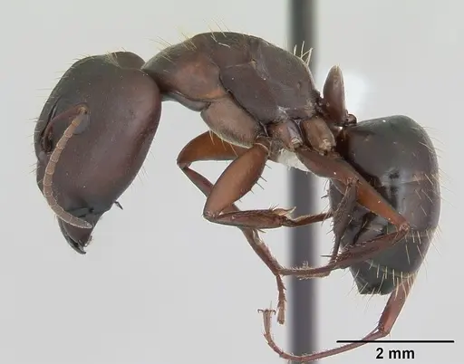 Camponotus punctulatus specimen CASENT0173437 image casent0173437_3