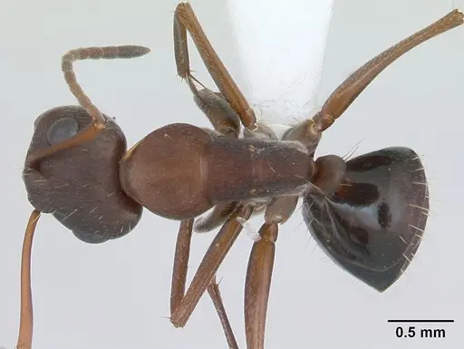 Camponotus punctulatus specimen CASENT0173438 image casent0173438_1
